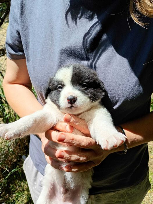 Ofer spre adoptie catei 2 luni, talie medie, oriunde in tara.