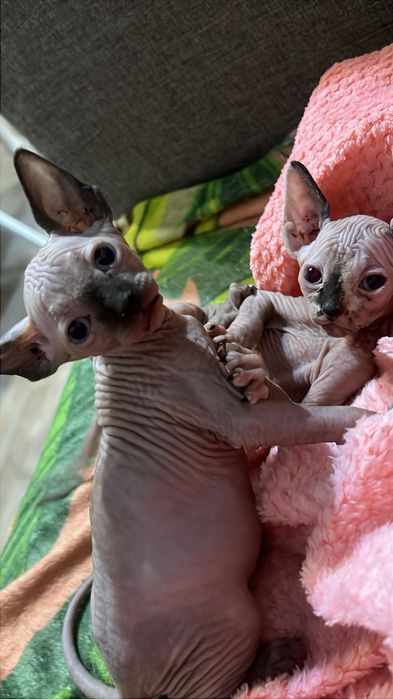 Канадский сфинкс