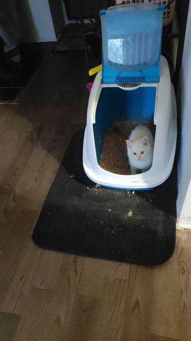 От мамы крысоловки