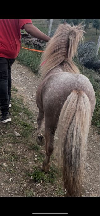 Ponei de  vnzare