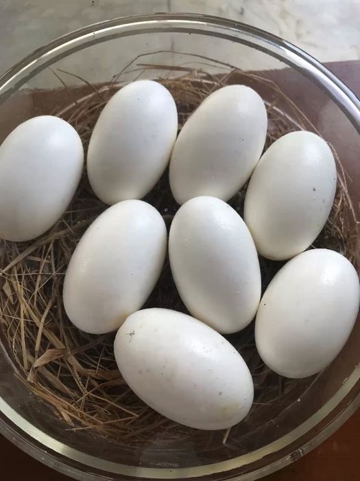 Gʻoz tuxumlari  ichida xoʻrozi bor