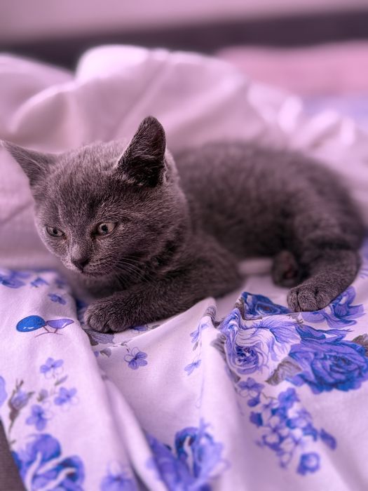 Британский Котенок домашний, Лео