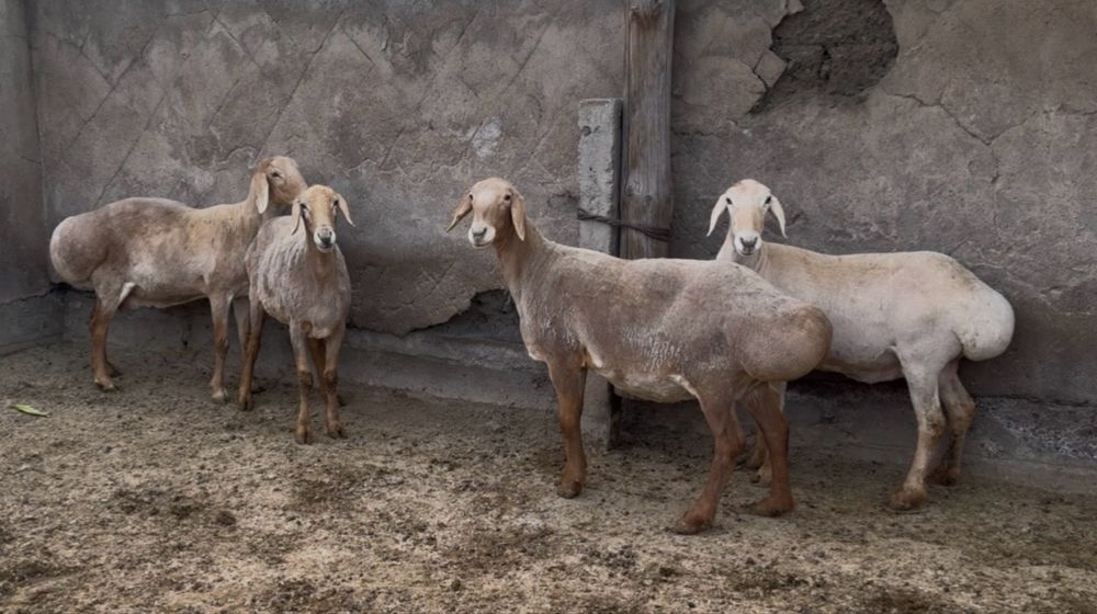 Арашан сауылык..