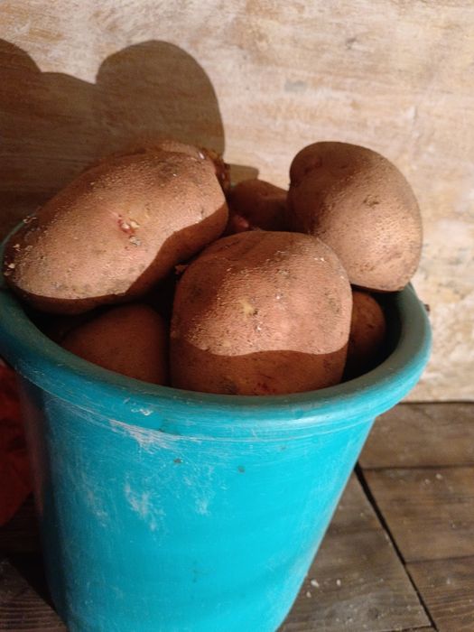 Картошка домашняя