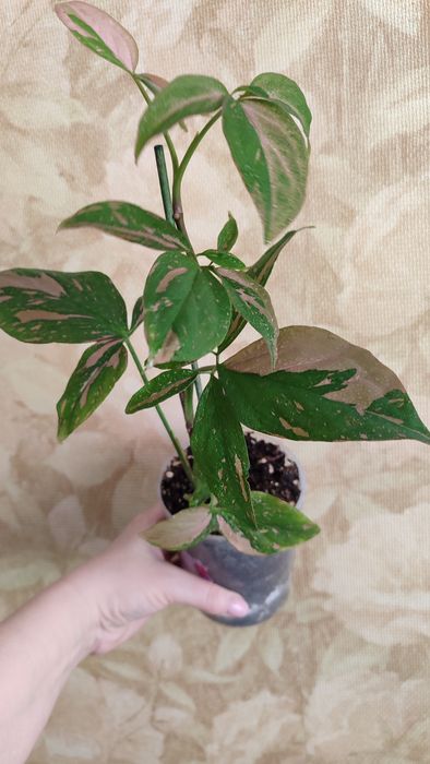 Сингониум Ред Спот