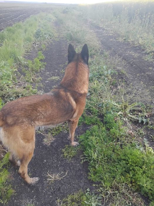 Белгийска овчарка малиноа