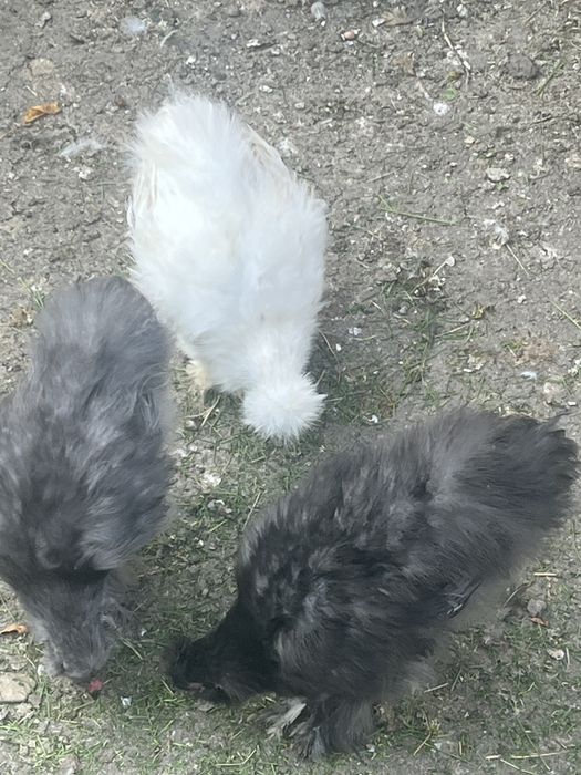 pui de mătase japoneză
