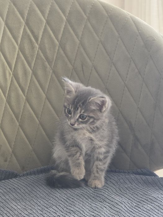 Отдам котёнка в хорошие руки