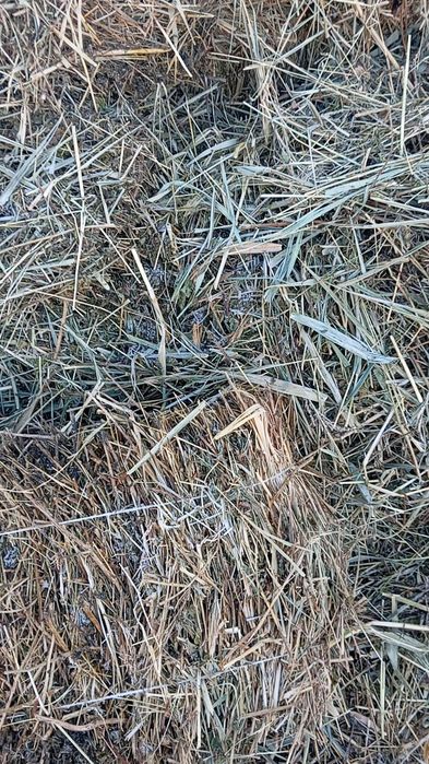 Зеленотравие камыш