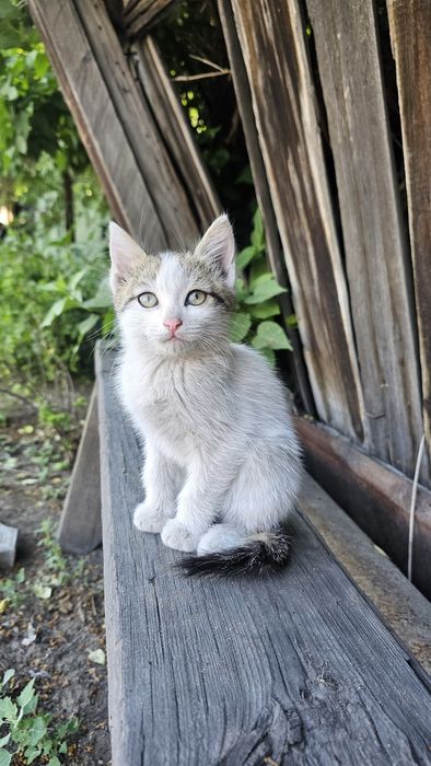Отдам котят в хорошие руки