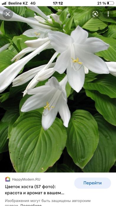 Продам цветы и кустарники многолетки