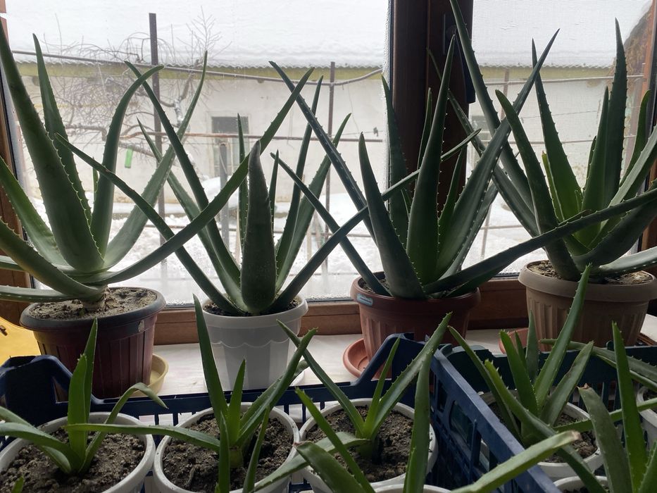 Комнатные растения Алоэ