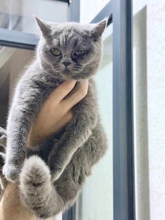 mushuk scottish fold