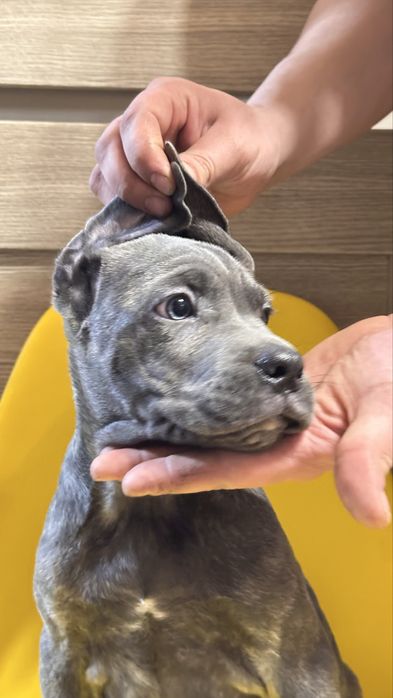 Щенок кане корсо