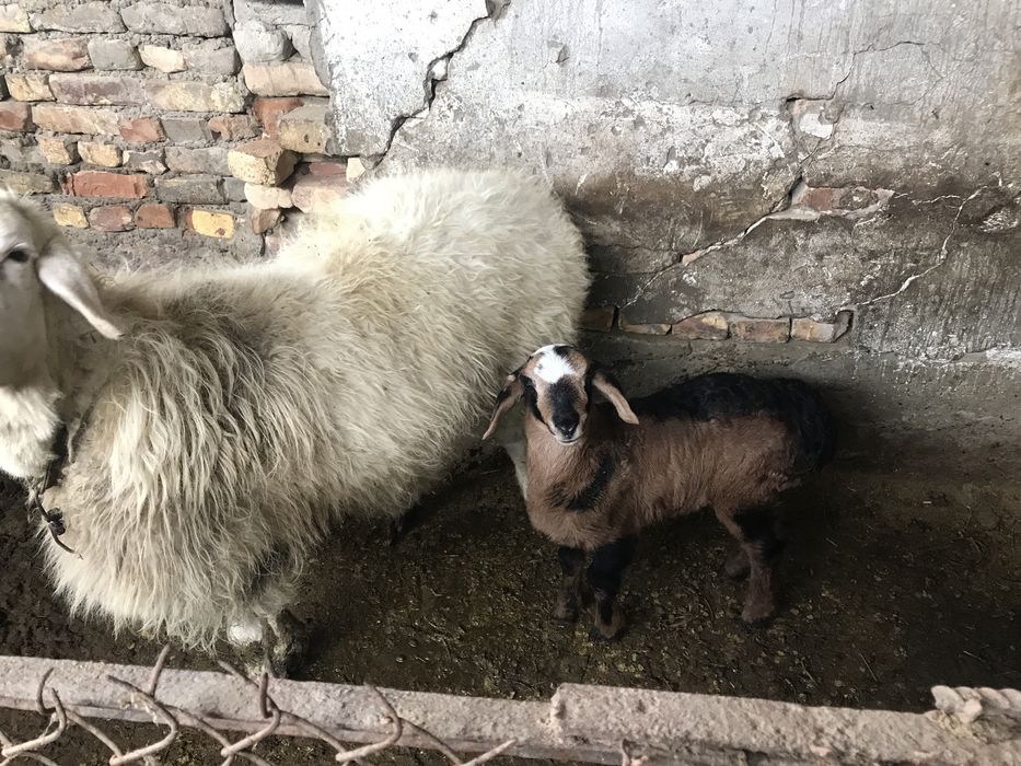 бараны срочно продуются