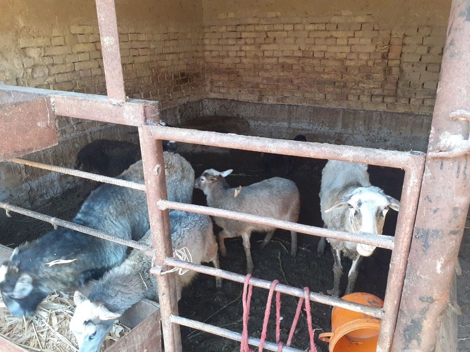 Раманов куйлари сотилади