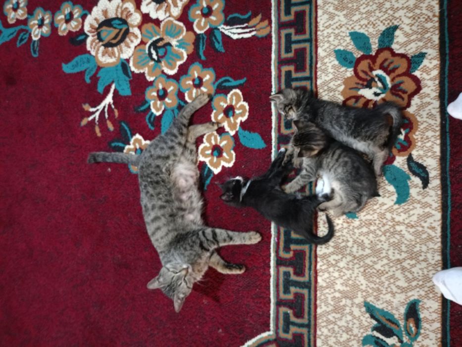 Отдам даром котят