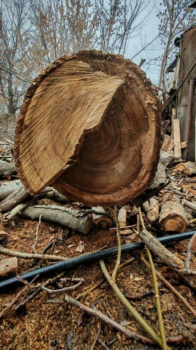 Орех 2 бревна продам