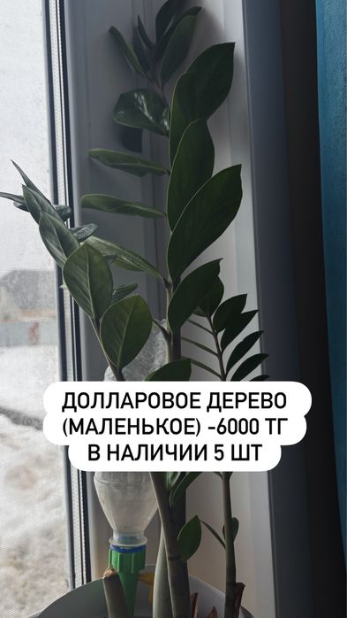 Продам цветы комнатные