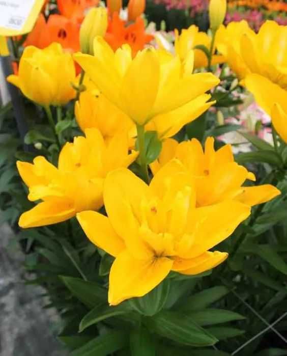 Bulbi / Rizomi de Crini Gigant Imperial , pt plantat, foarte parfumați