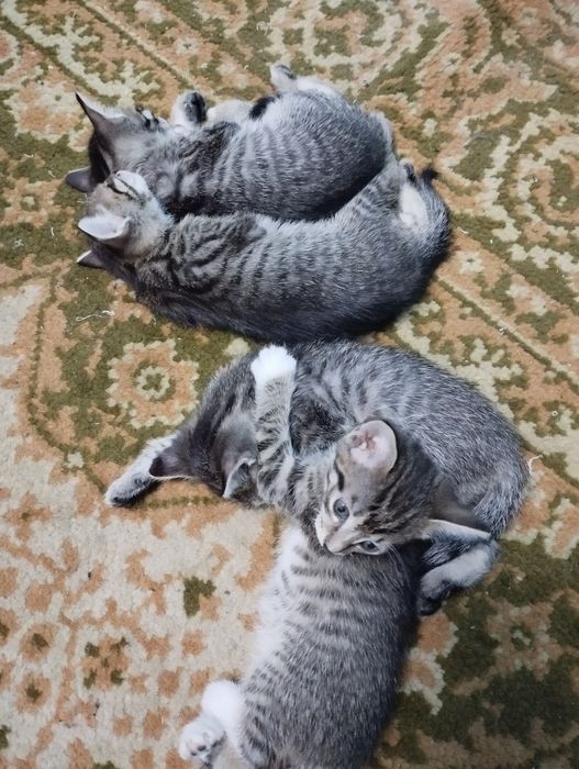 Дарю полосатиков домашних.