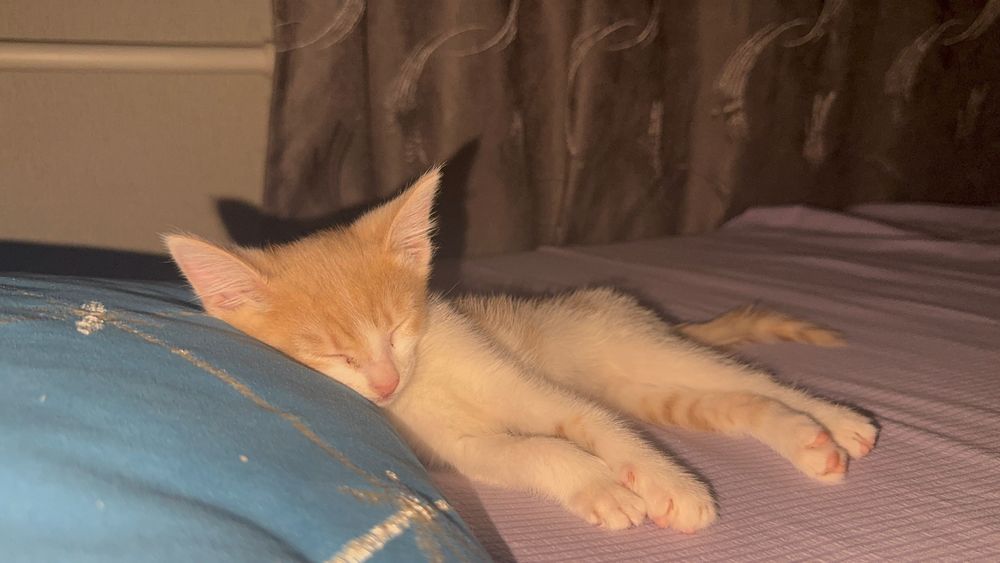 Отдам бесплатно кошка