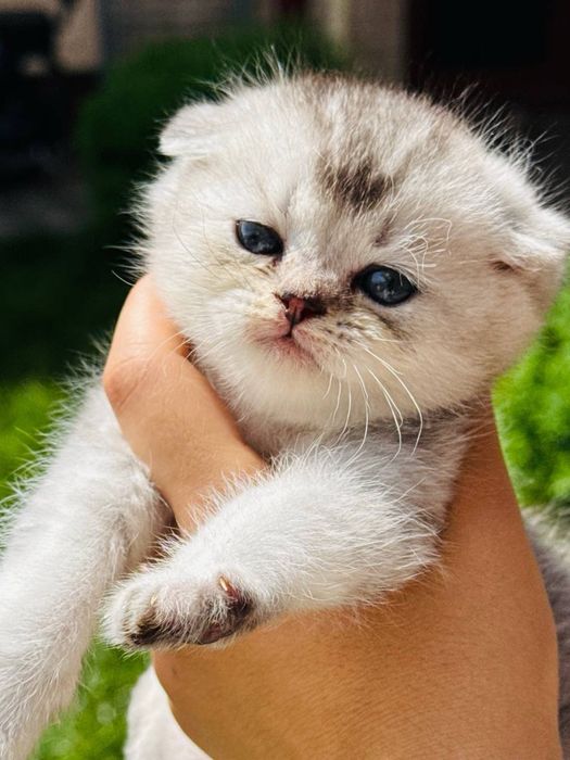 Skotish fold/straight (shinshilla/britan ) narxi Kelishiladi