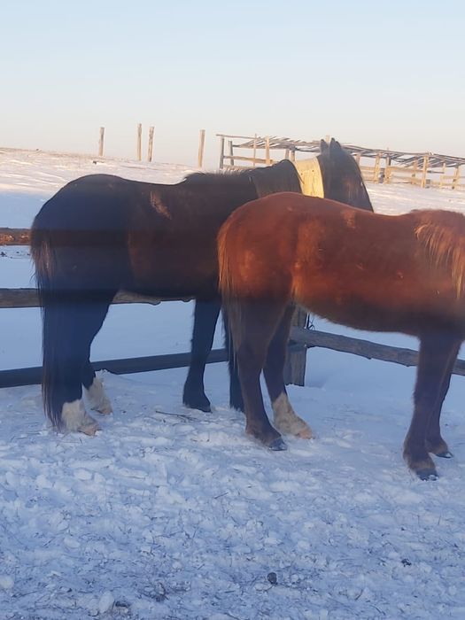 Ат сатылады 450000