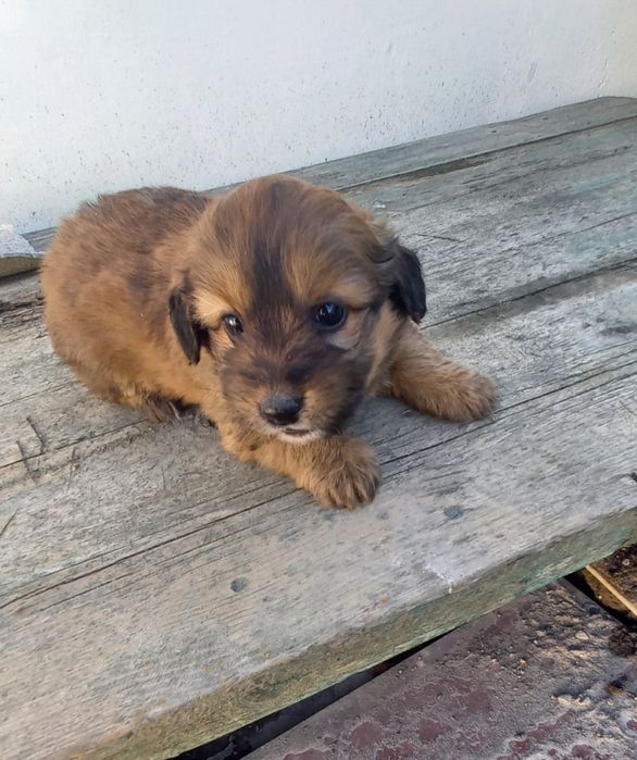 Отдам щенка-,девочку в добрые руки