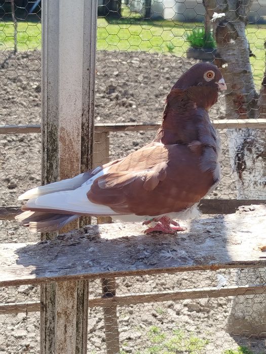 Американски Кинг