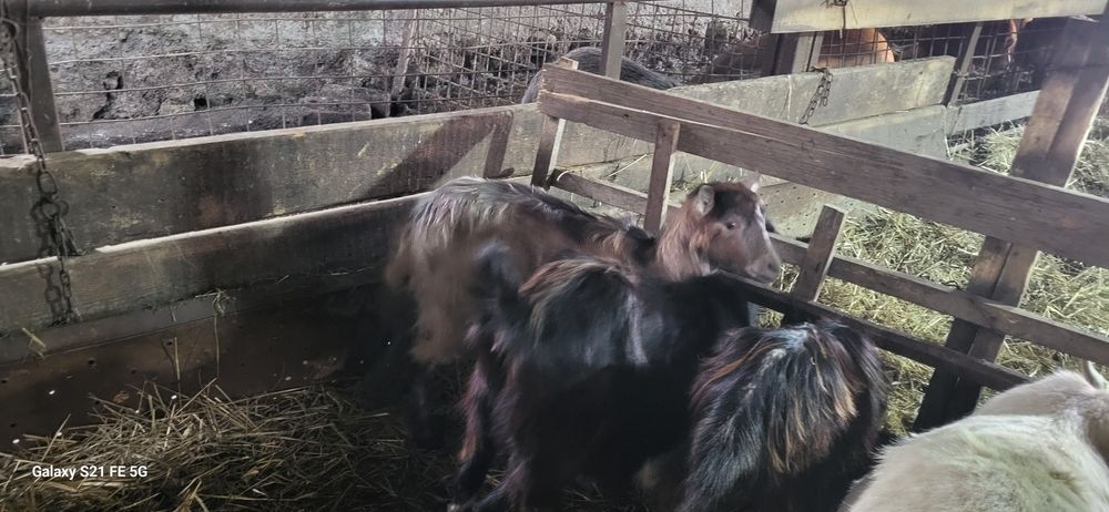 SCHIMB 2 țapi si o iadă