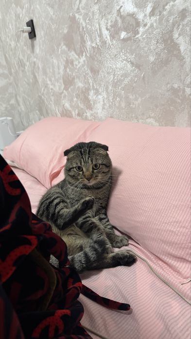 Отдам даром Кота