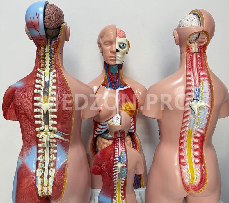 Анатомические Муляж