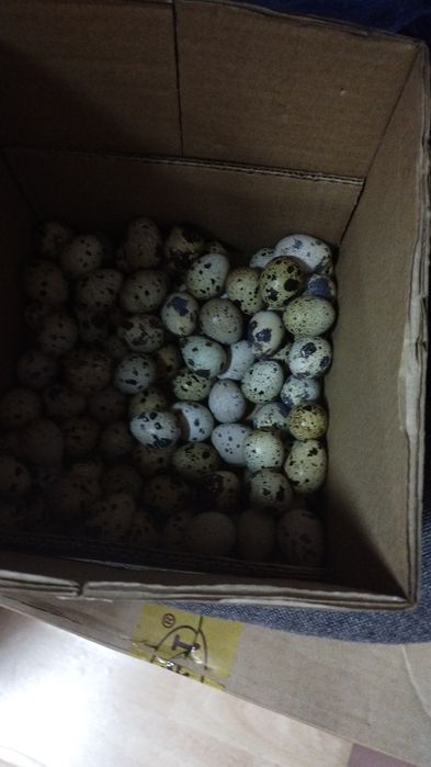 Бөдене (перепилинное) жұмыртқасы