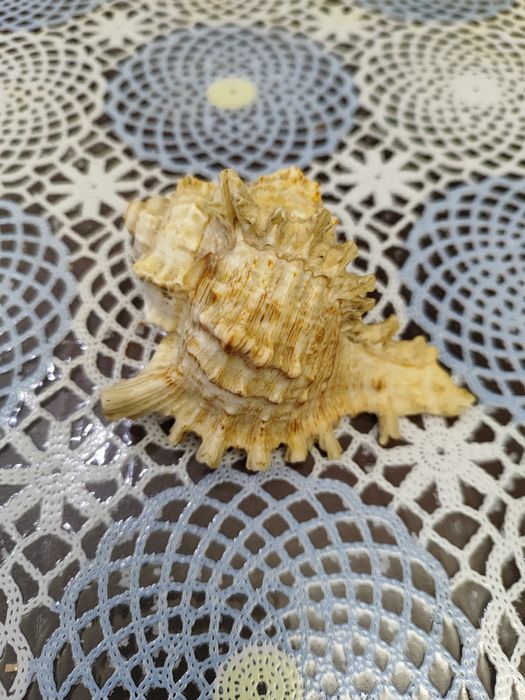 Продам Ракушки, Срочно!