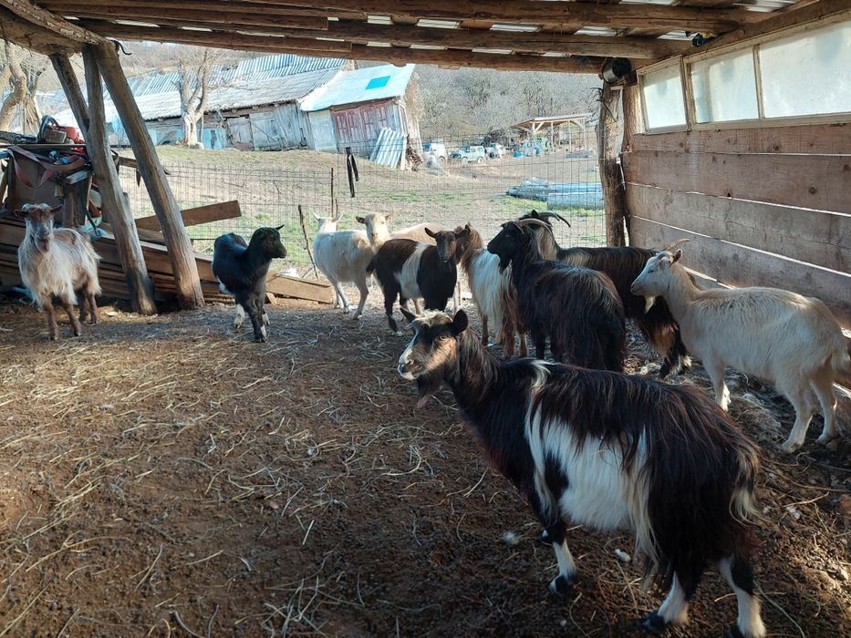 Vând capre bune de ținut gestante