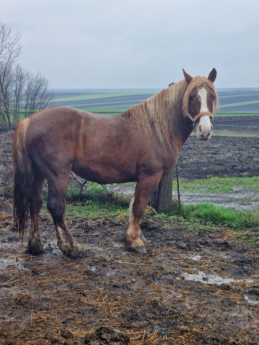 Armăsar de vânzare