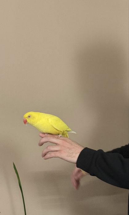Ожереловый папугай
