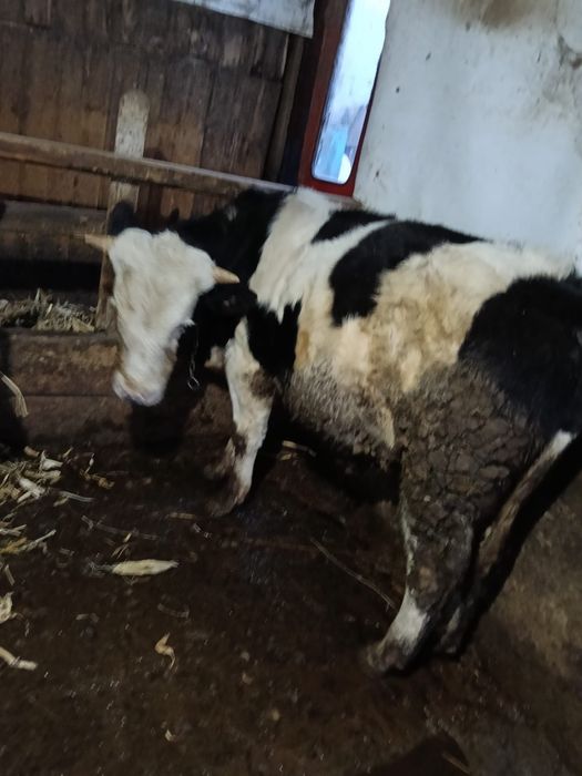 Vitica  si un tauras de vanzare