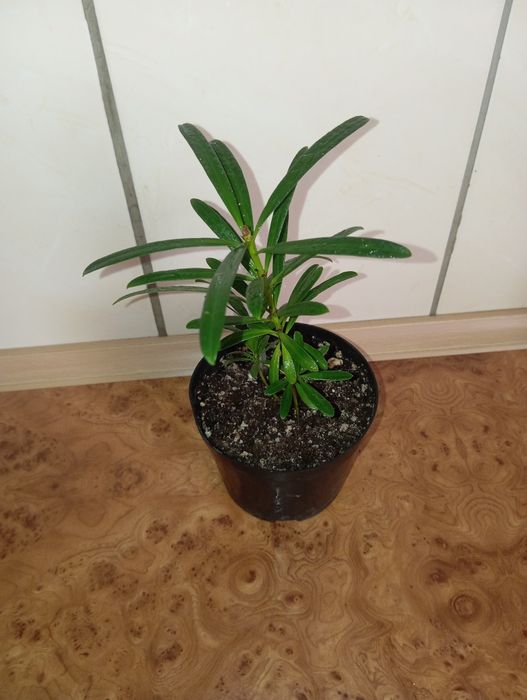 Продам Крассула, Подокарпус Наги, Кодиеум