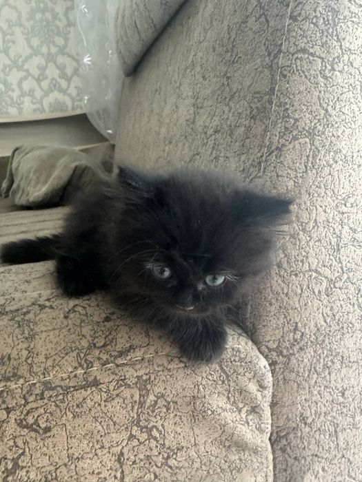 Mushuk котята shinshila