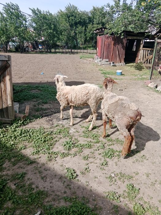 Токты сатылады срочноооо