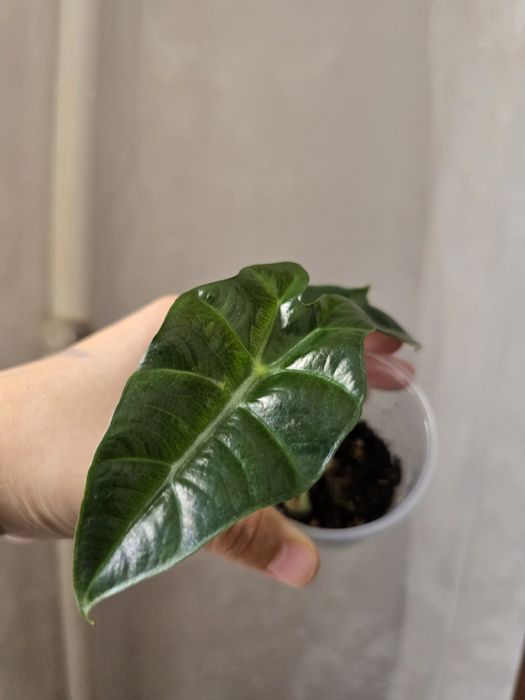 Детки алоказий Полли и Драгон скейл