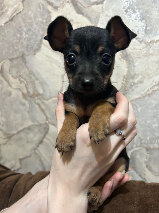 Щенки той терьер