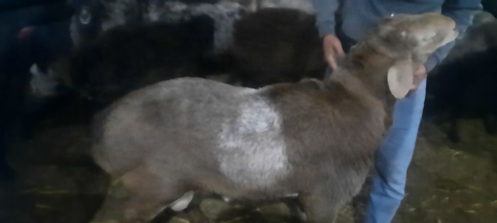 Qassob xizmati sogʻlom boqilgan qo'chqorlar bor,har xil klagram  so'