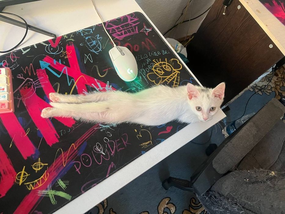 Отдам котенка в добрые руки