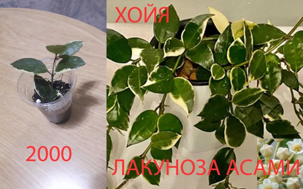 Комнатные  цветы