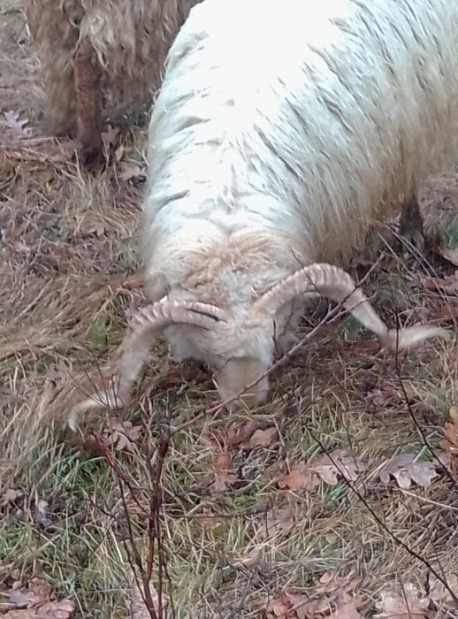 Vând berbecii  Rațca