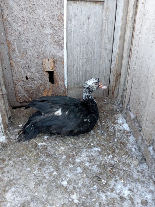 Индоселезень молодой