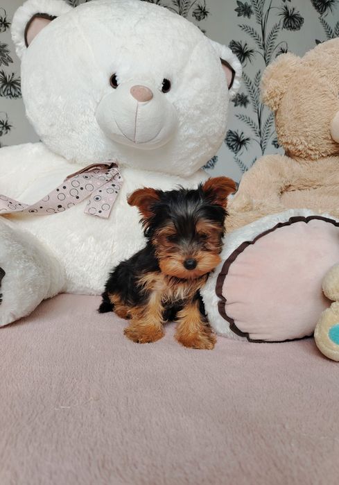 Йоркширски териер, мини